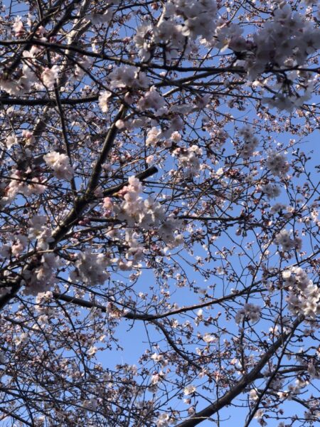 SOLA/桜