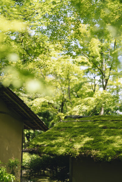 ロク京都
