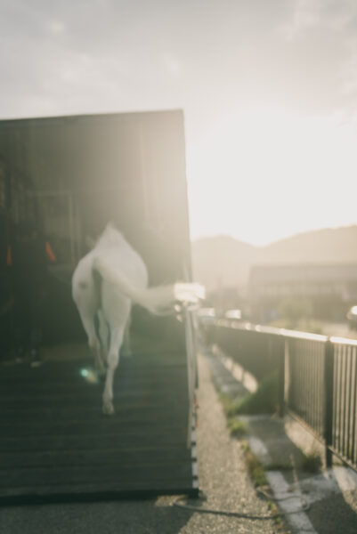 馬